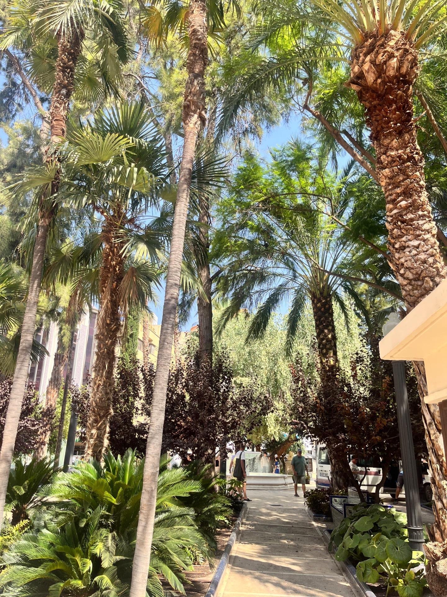 Camino flanqueado por palmeras