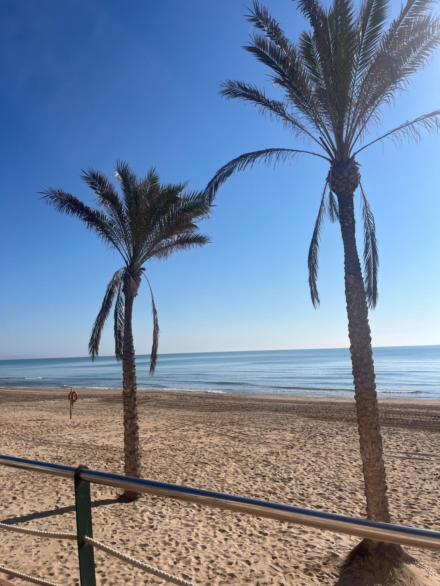 Playa con palmeras al atardecer