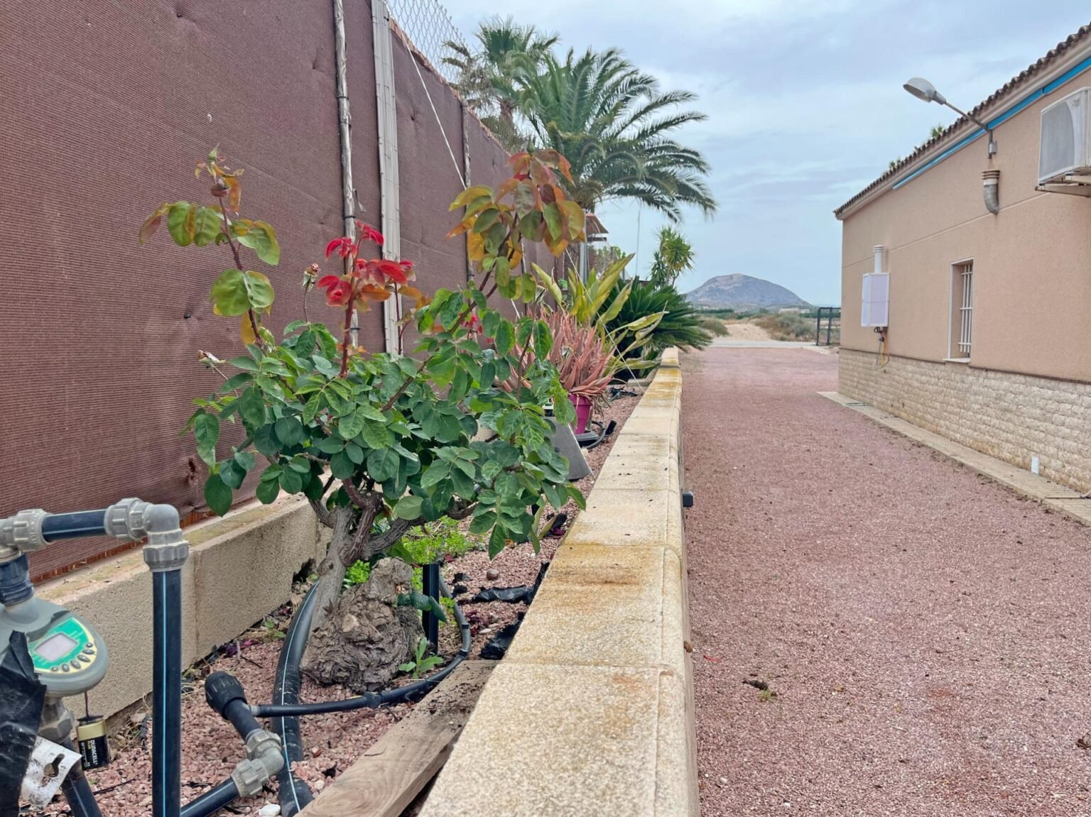 Camino con vegetación y paisaje