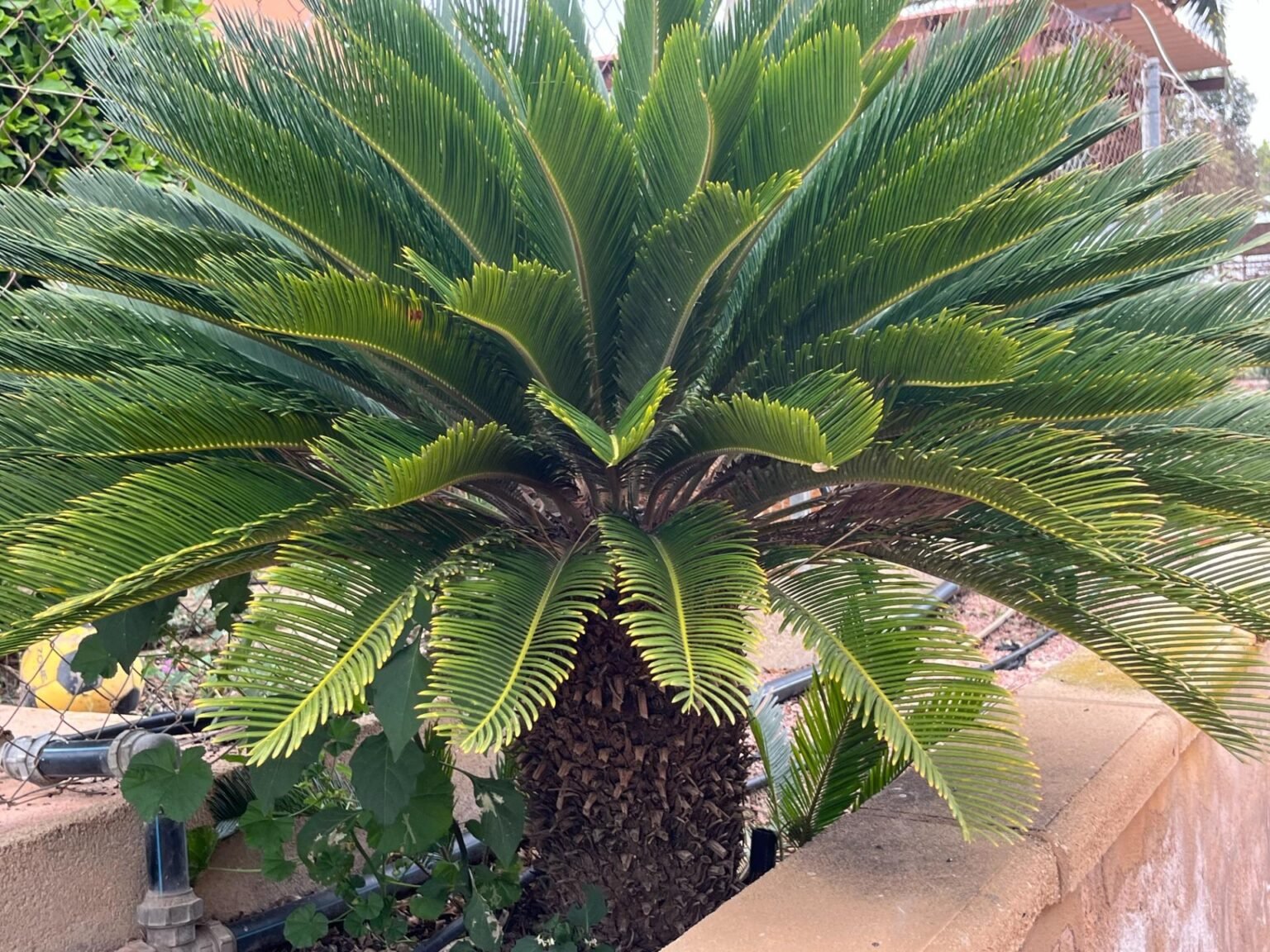 Palmera en jardín residencial