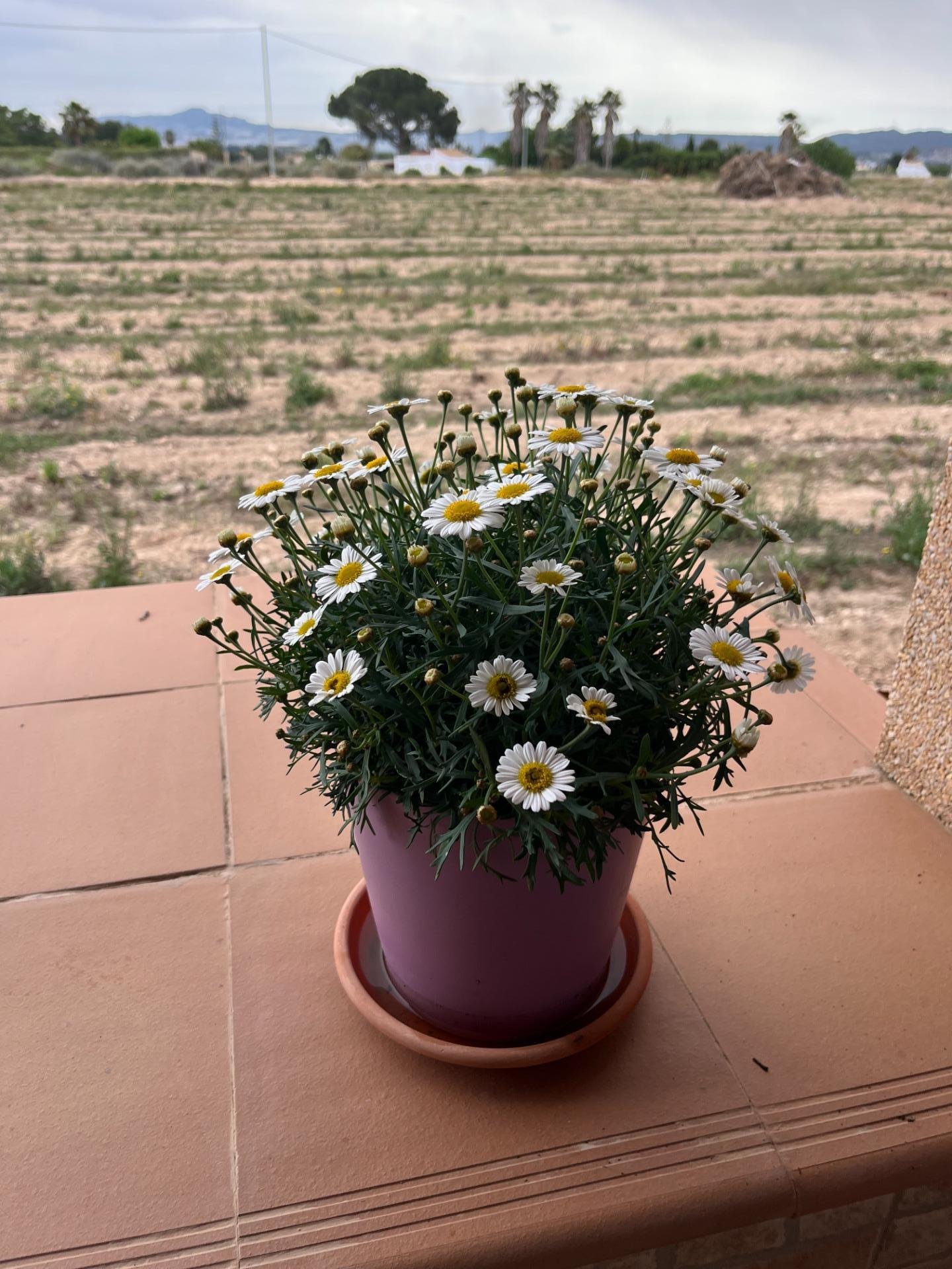 Maceta de flores amarillas y blancas