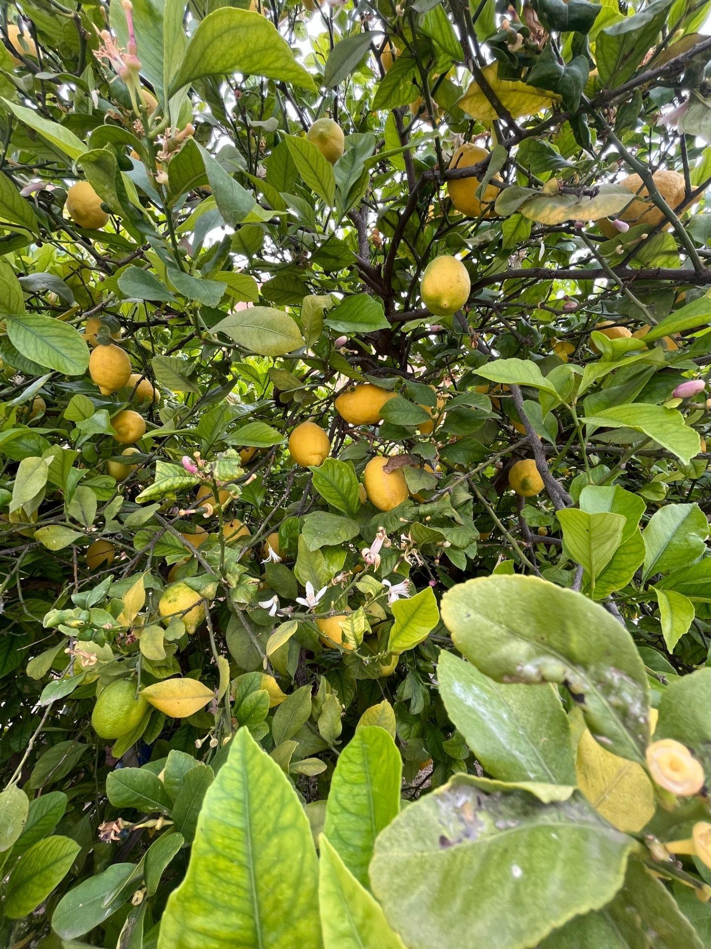 Árbol de limones en el jardín