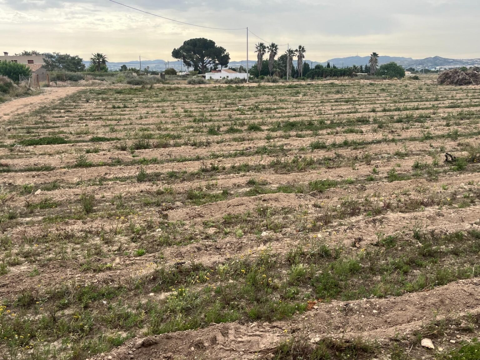 Campo agrícola en rural