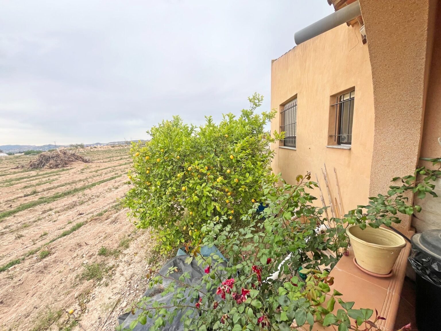 Jardín con plantas y campo