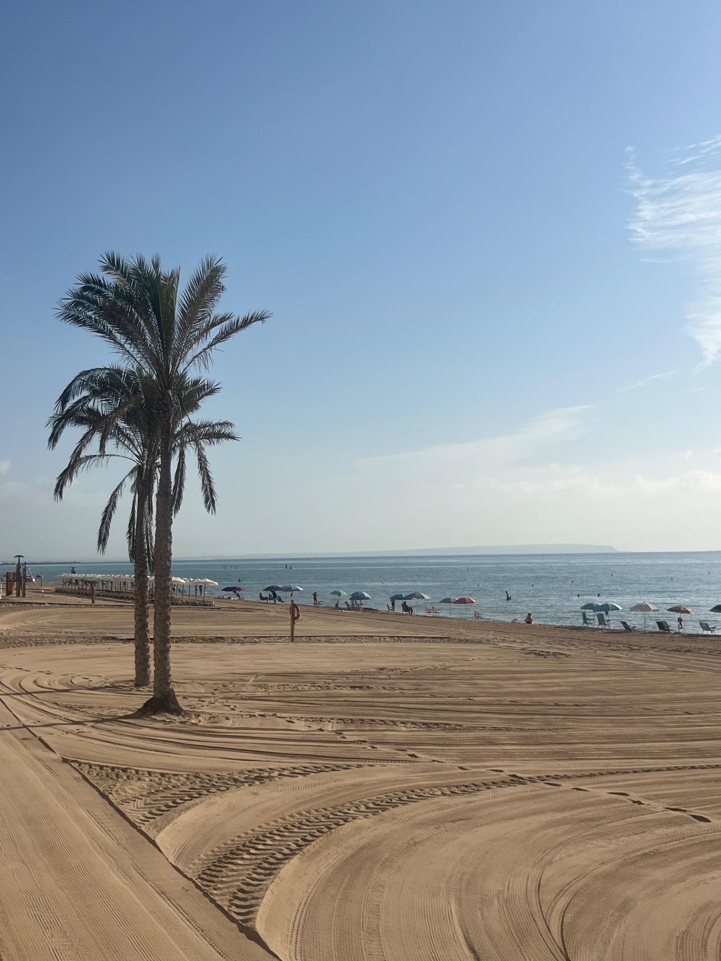 Playa con palmera y sombrillas