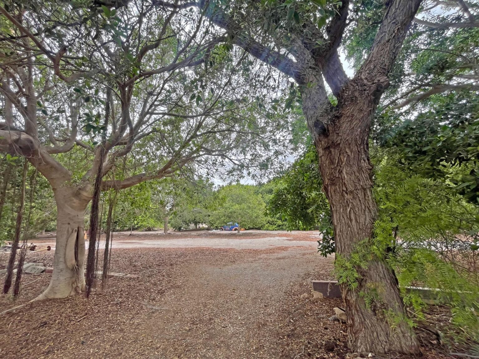 Camino rodeado de árboles