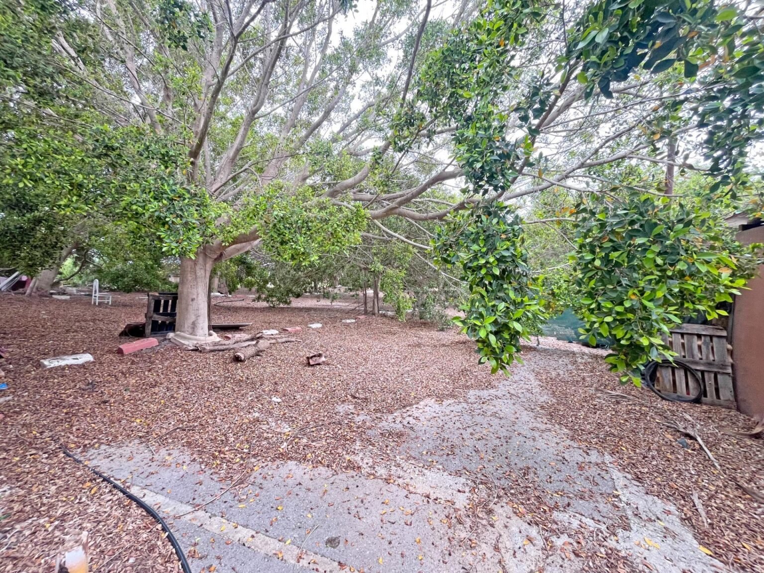 Jardín con árboles frondosos