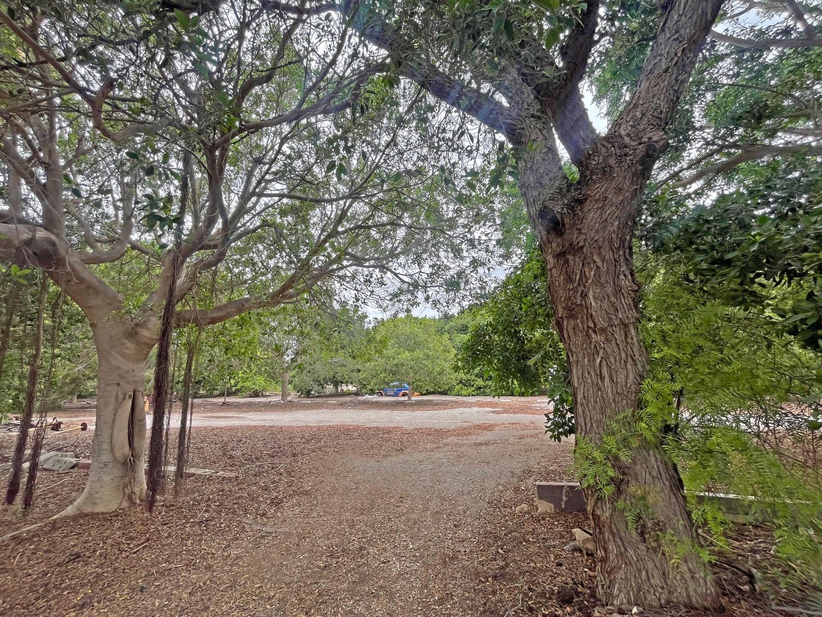 Sendero en un bosque con árboles
