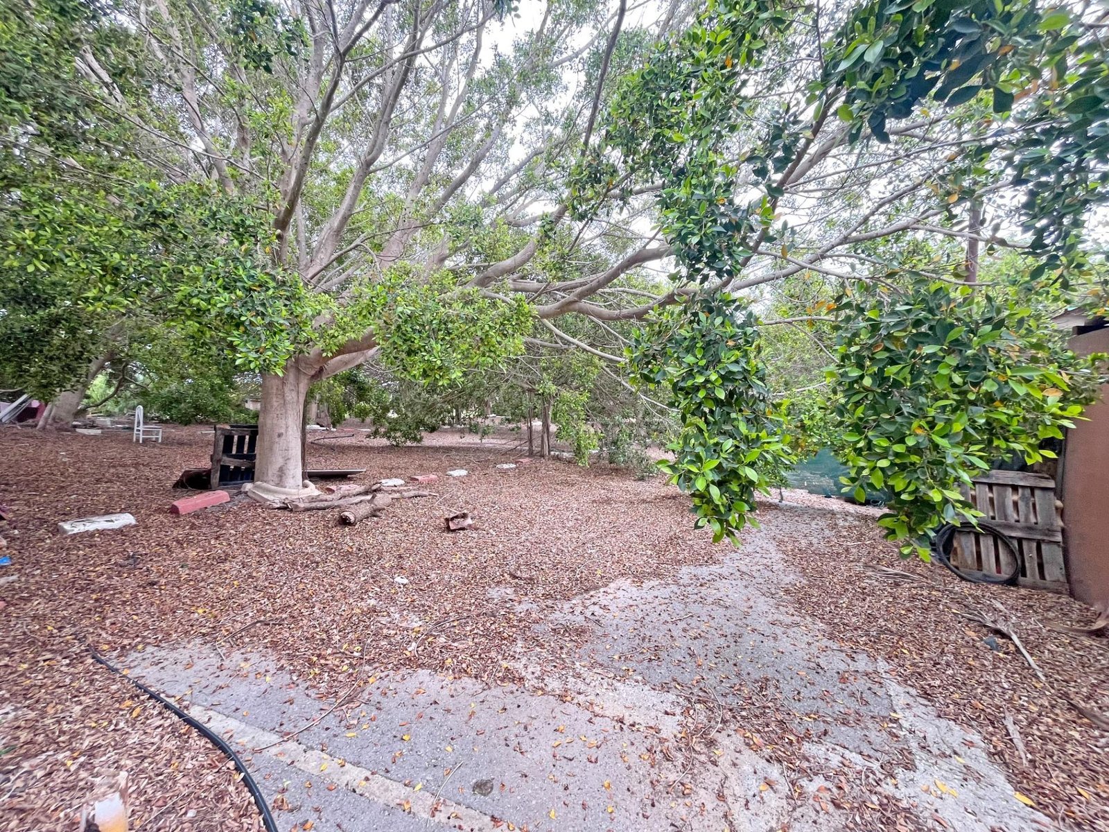 Espacio verde con árboles frondosos