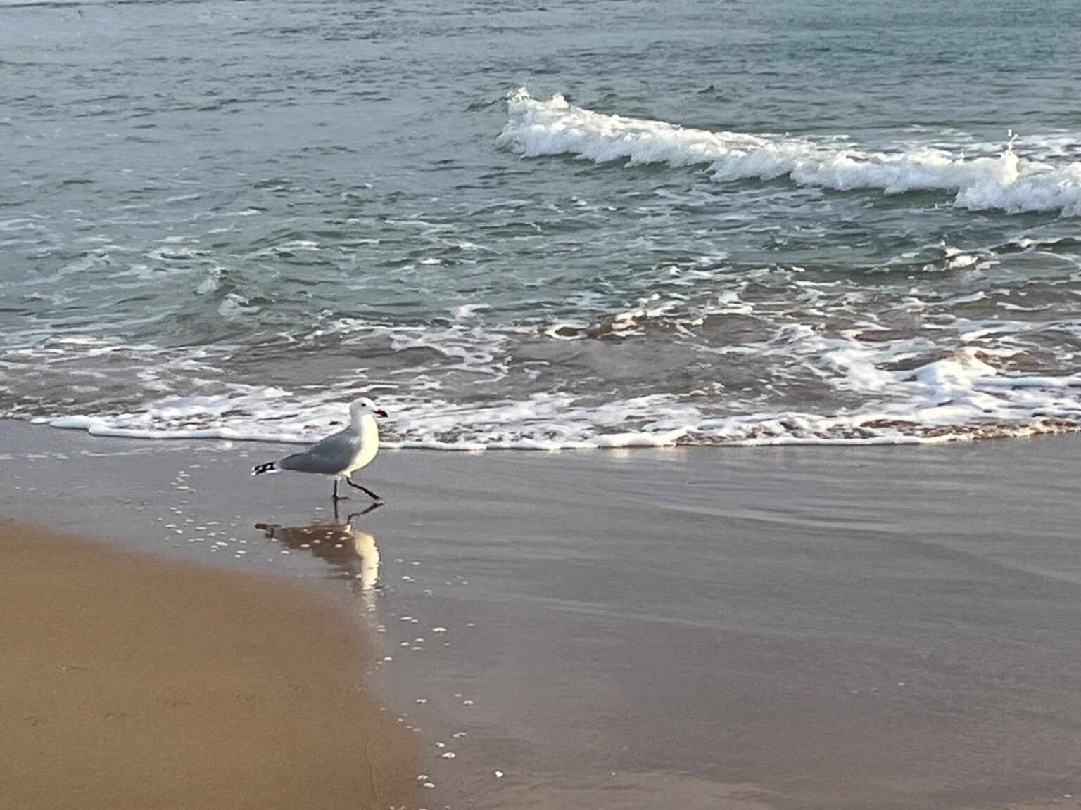 Gaviota caminando en la playa