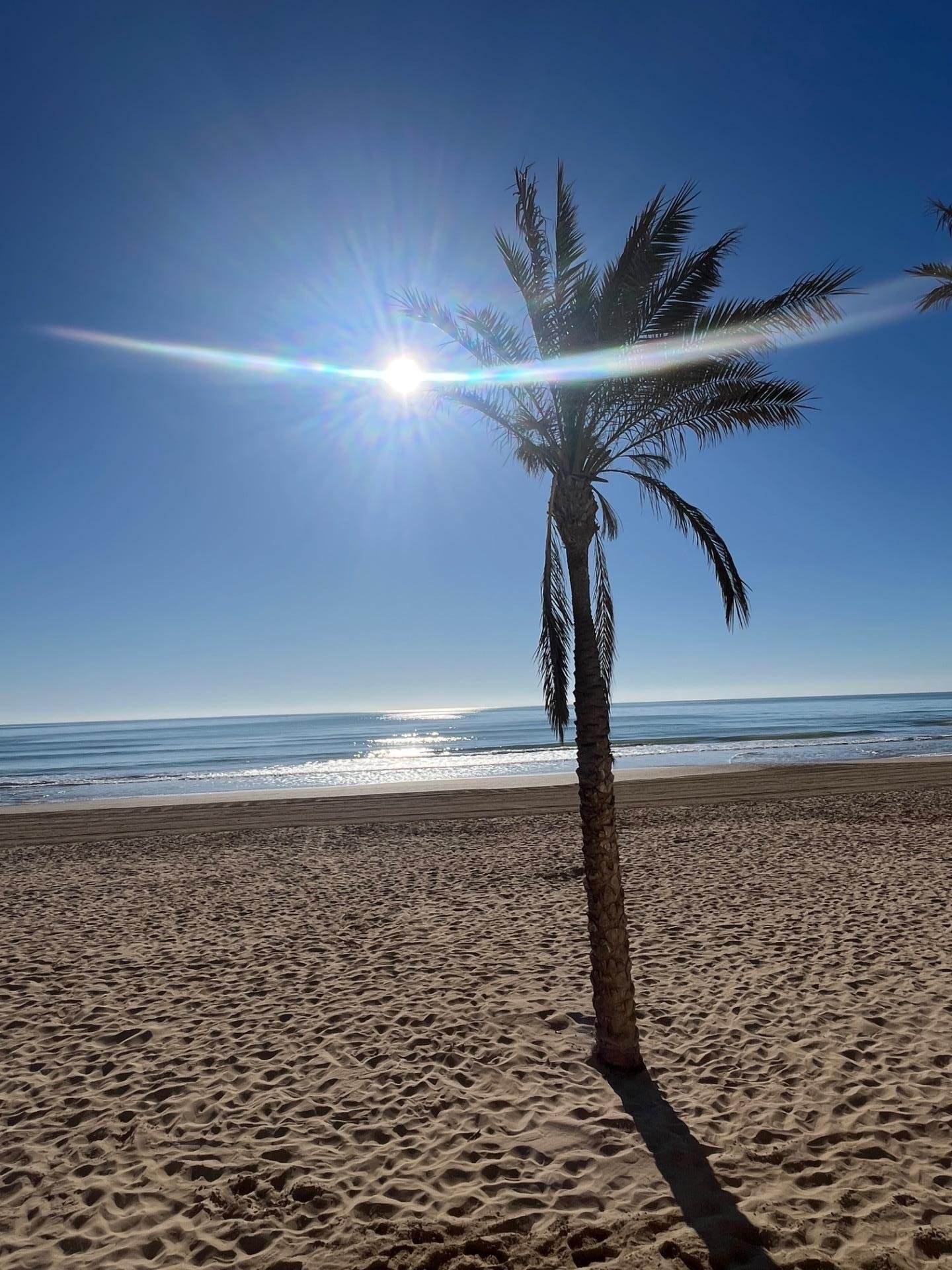 Palmera en la playa al atardecer