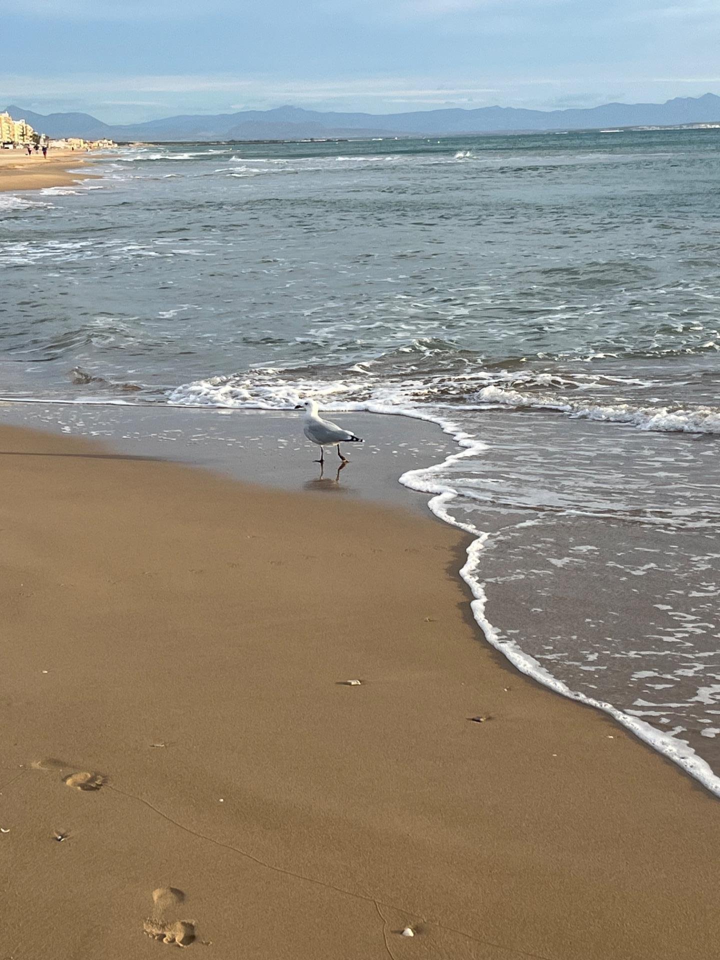 Gaviota caminando en la playa