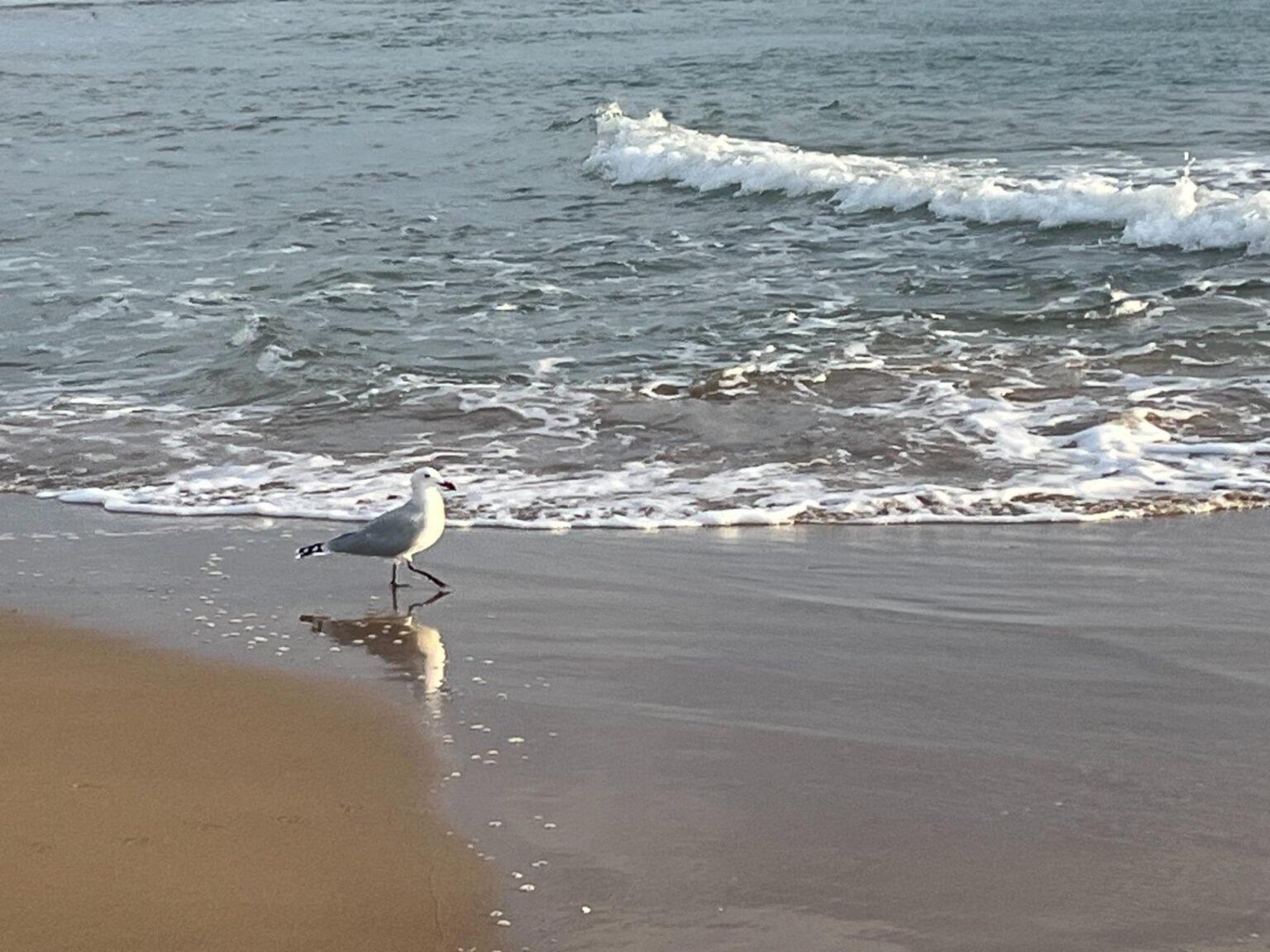 Gaviota caminando por la playa