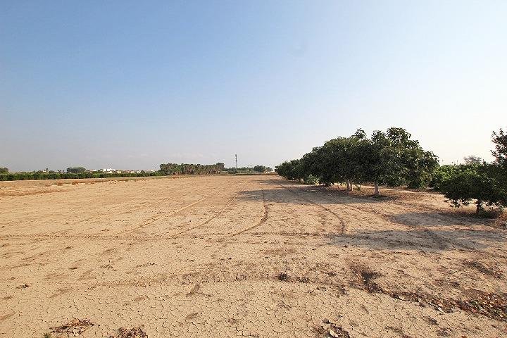 Campo despejado con árboles