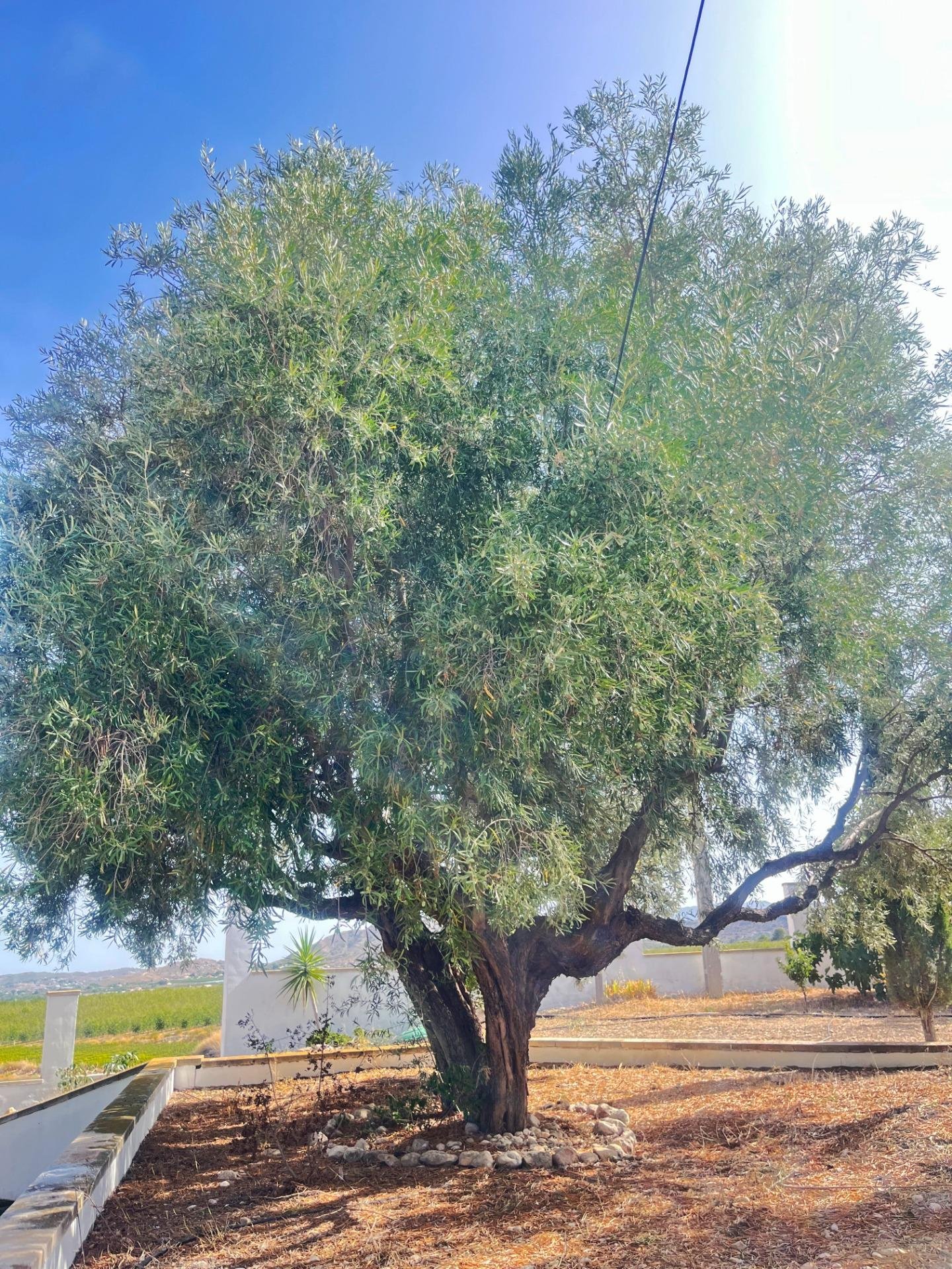 Olivo centenario en entono rural