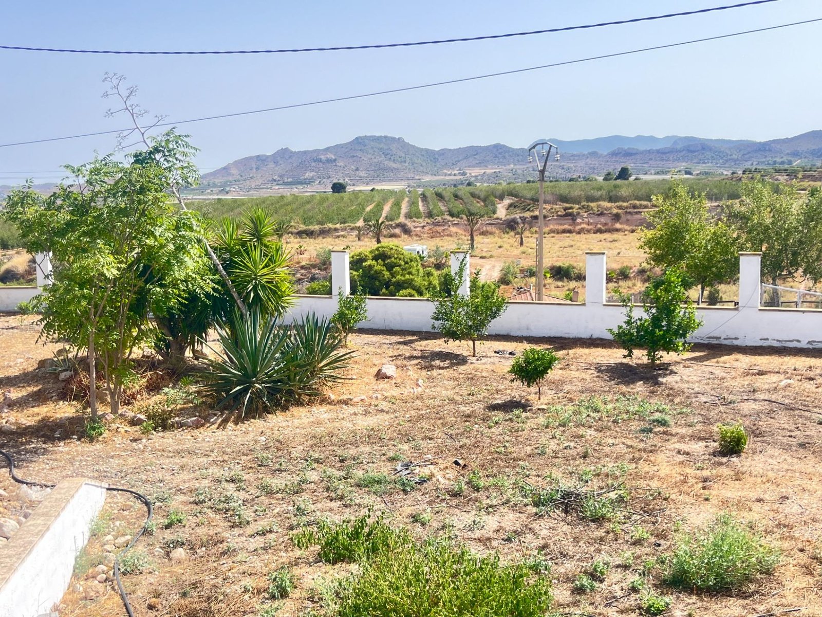 Paisaje rural con viñedos