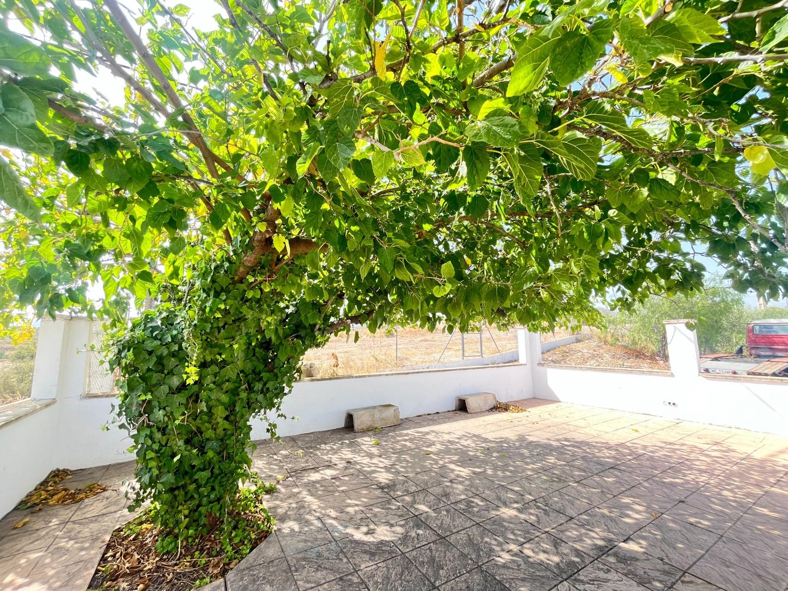 Árbol frondoso en un patio