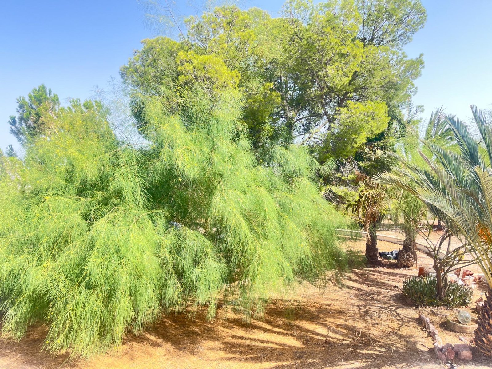 Área verde con árboles tropicales