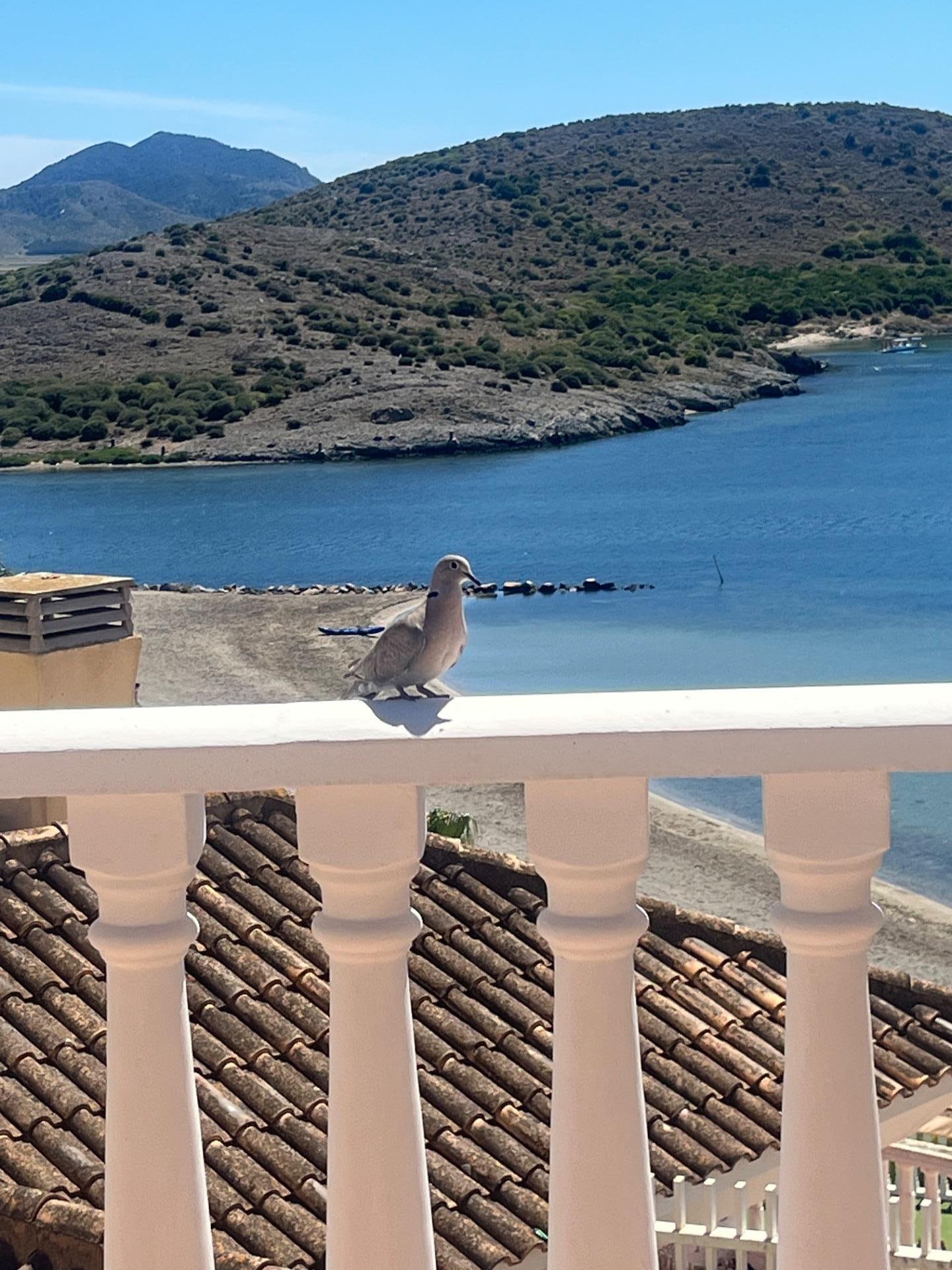Paloma en balcón con vista al mar